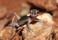 Aravind's Ground Gecko photo 4