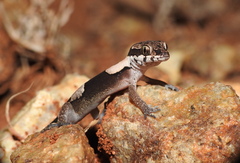 Aravind's Ground Gecko photo 3