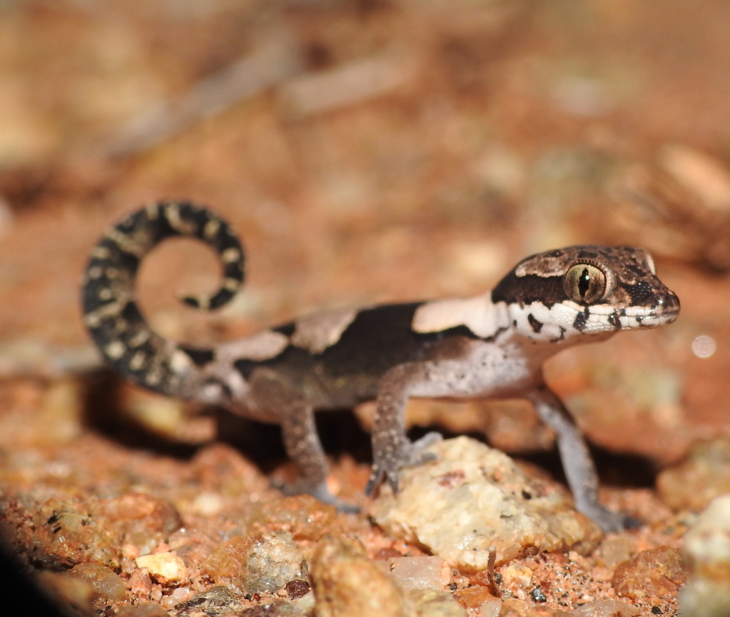 Aravind's Ground Gecko