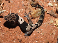 Aravind's Ground Gecko photo 2