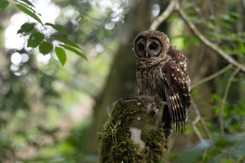 Fulvous Owl (Strix fulvescens), photo 7