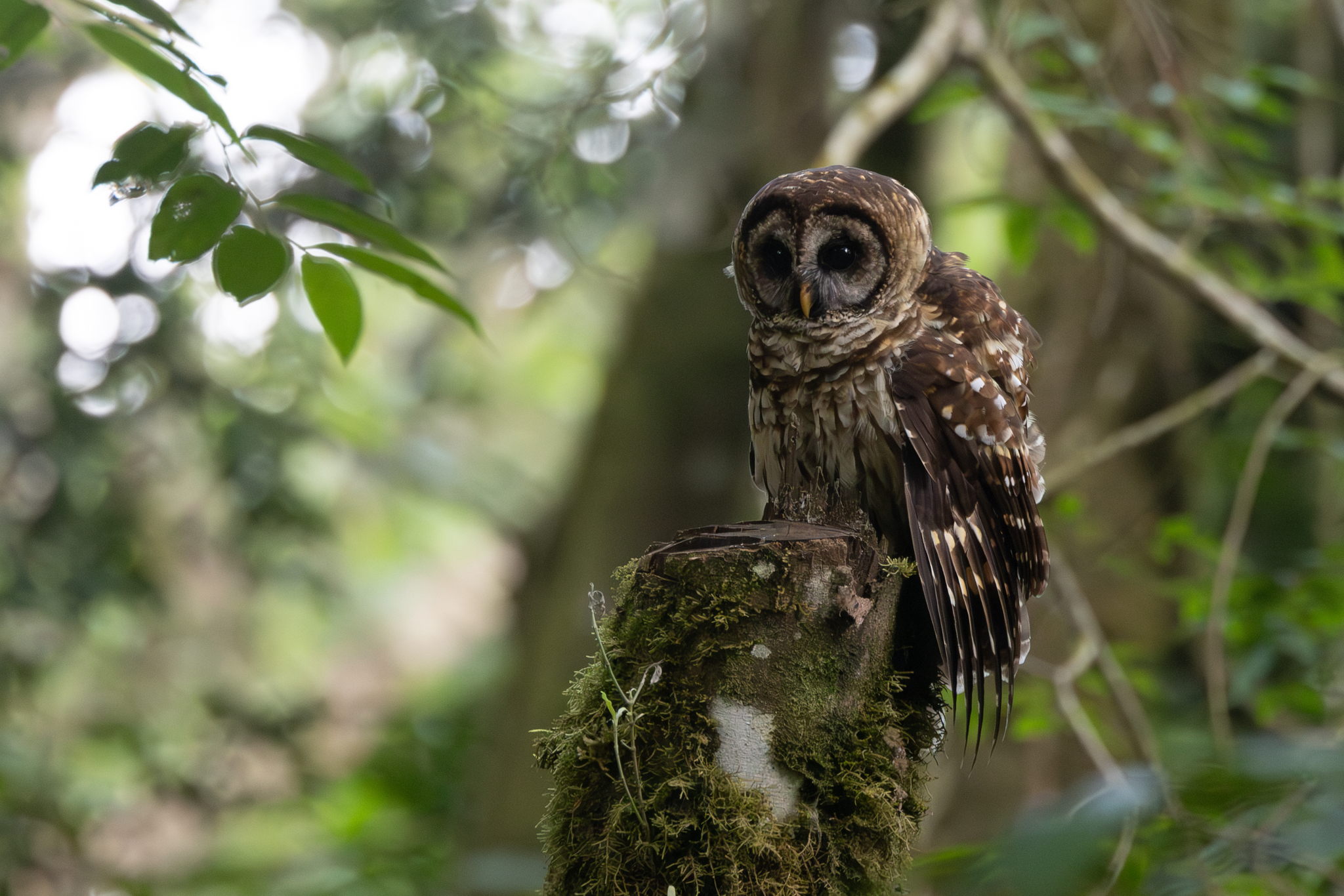 Fulvous Owl (Strix fulvescens), photo 8