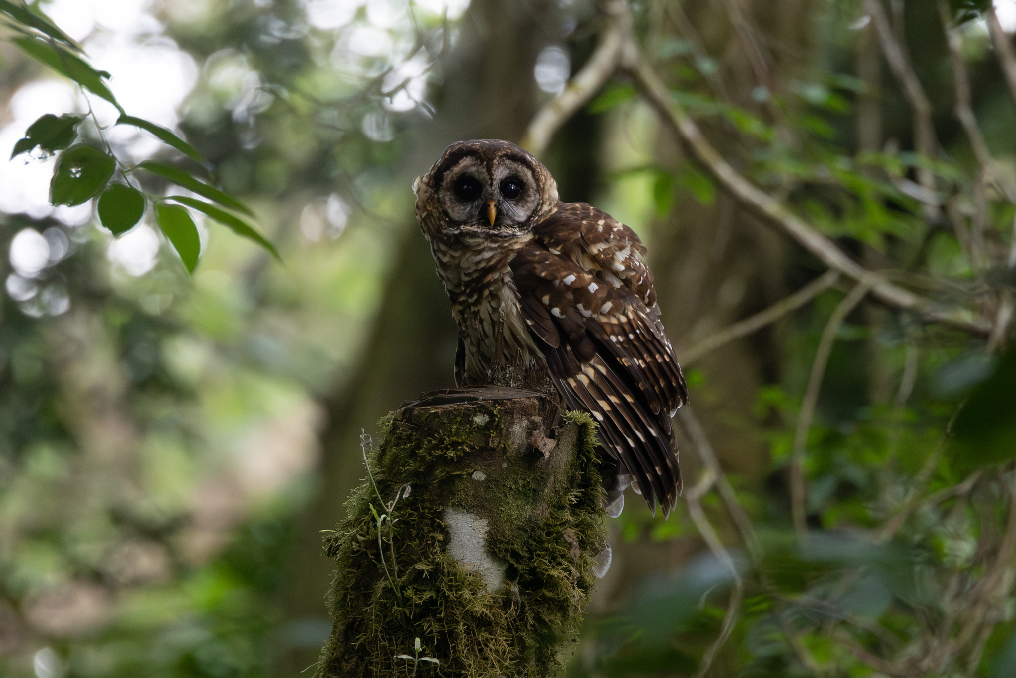 Fulvous Owl (Strix fulvescens), photo 9