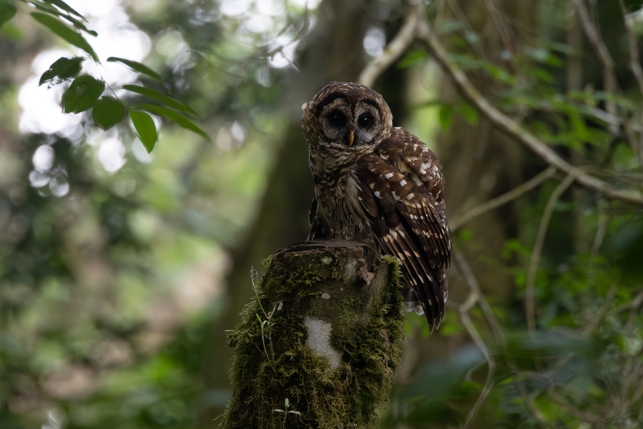 Fulvous Owl (Strix fulvescens), photo 10