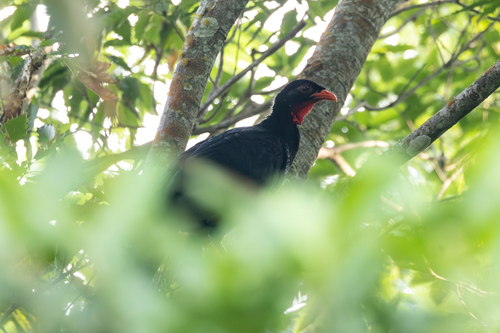 Highland Guan (Penelopina nigra), photo 5