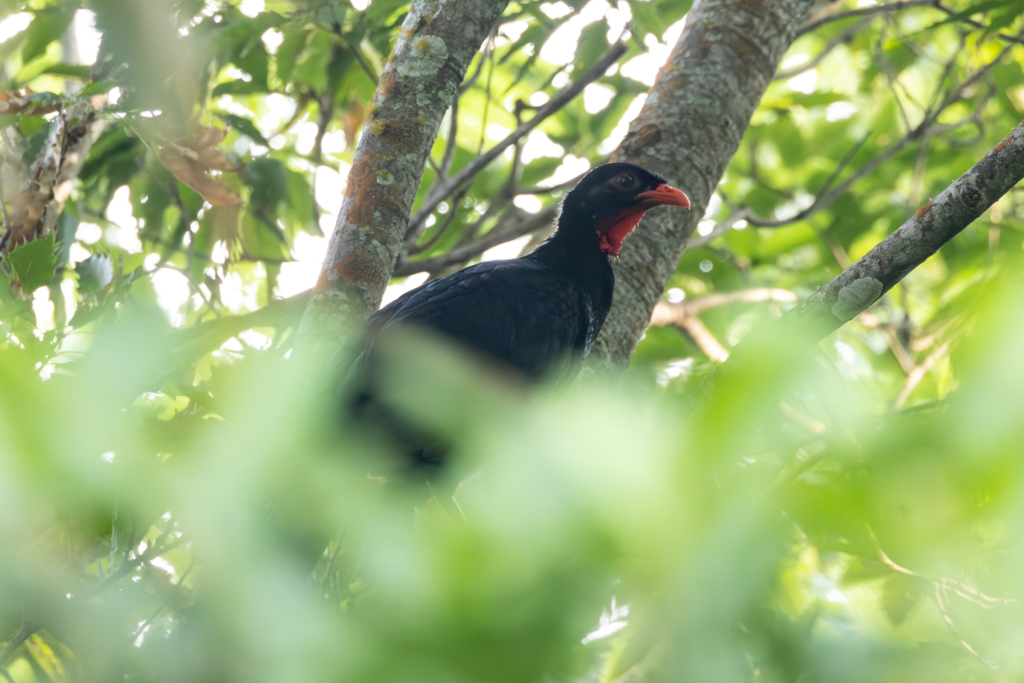 Highland Guan (Penelopina nigra), photo 10