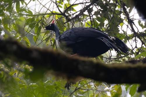 Horned Guan (Oreophasis derbianus), photo 7