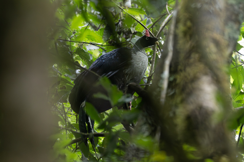 Horned Guan (Oreophasis derbianus), photo 8