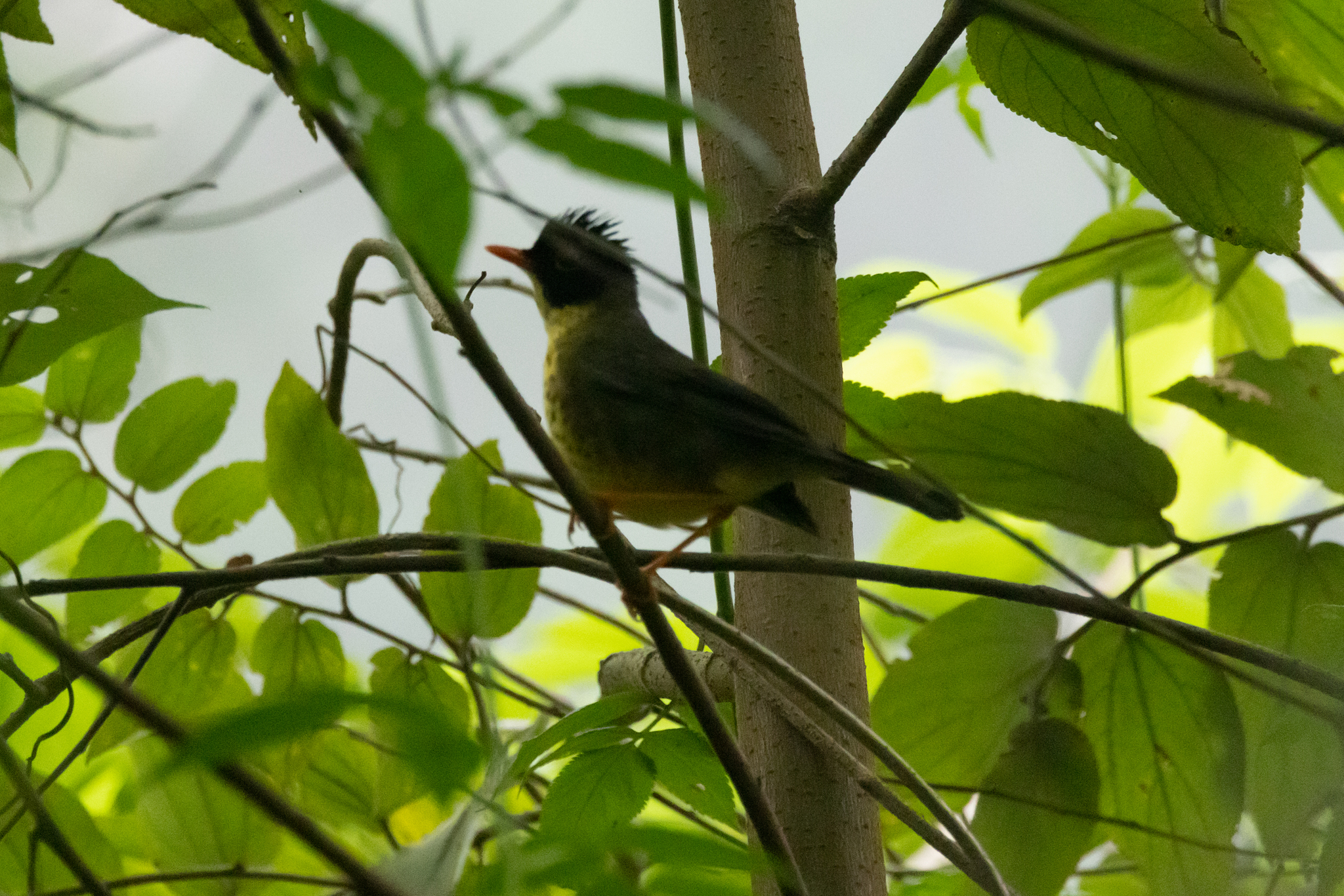 Yellow-throated Nightingale-Thrush (Catharus dryas), photo 7