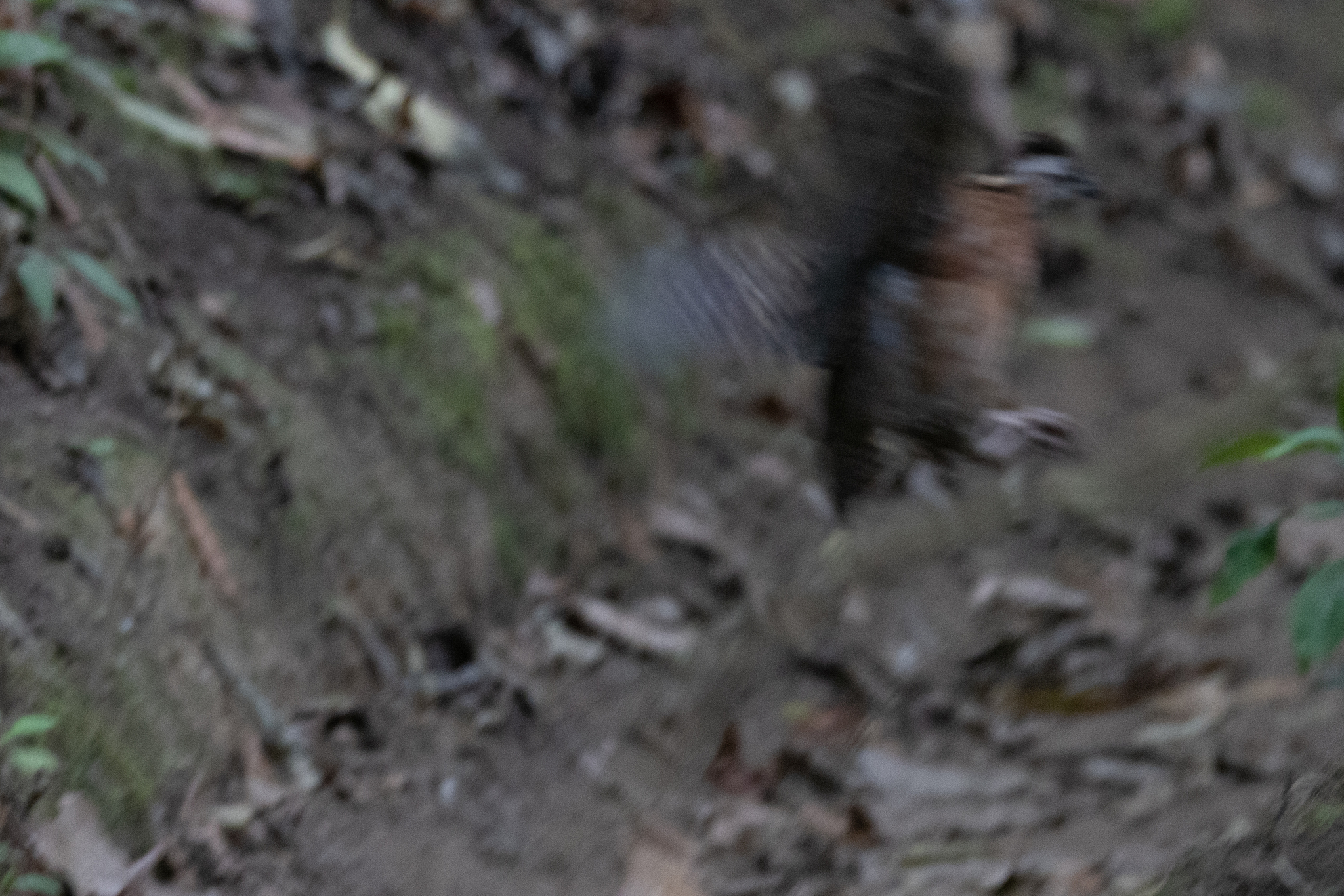 Singing Quail (Dactylortyx thoracicus), photo 4