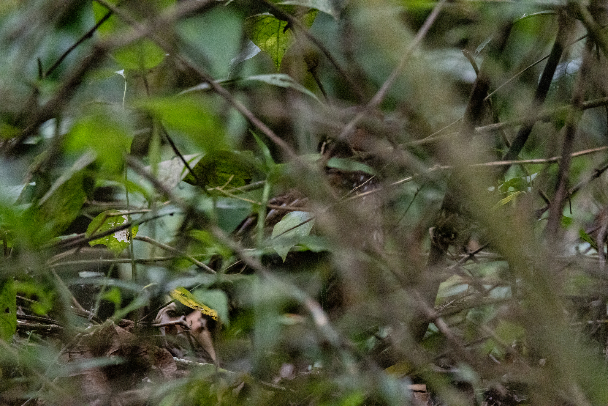 Singing Quail (Dactylortyx thoracicus), photo 6
