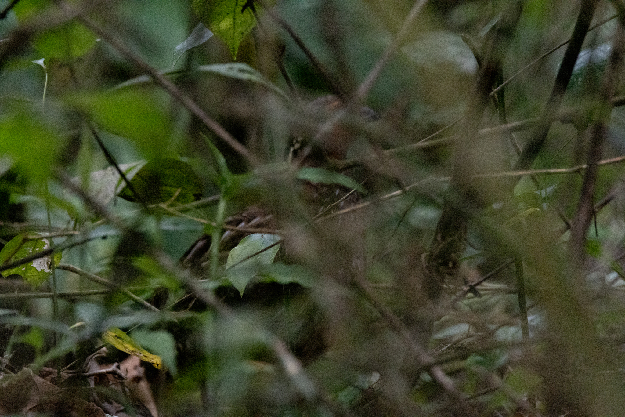 Singing Quail (Dactylortyx thoracicus), photo 5
