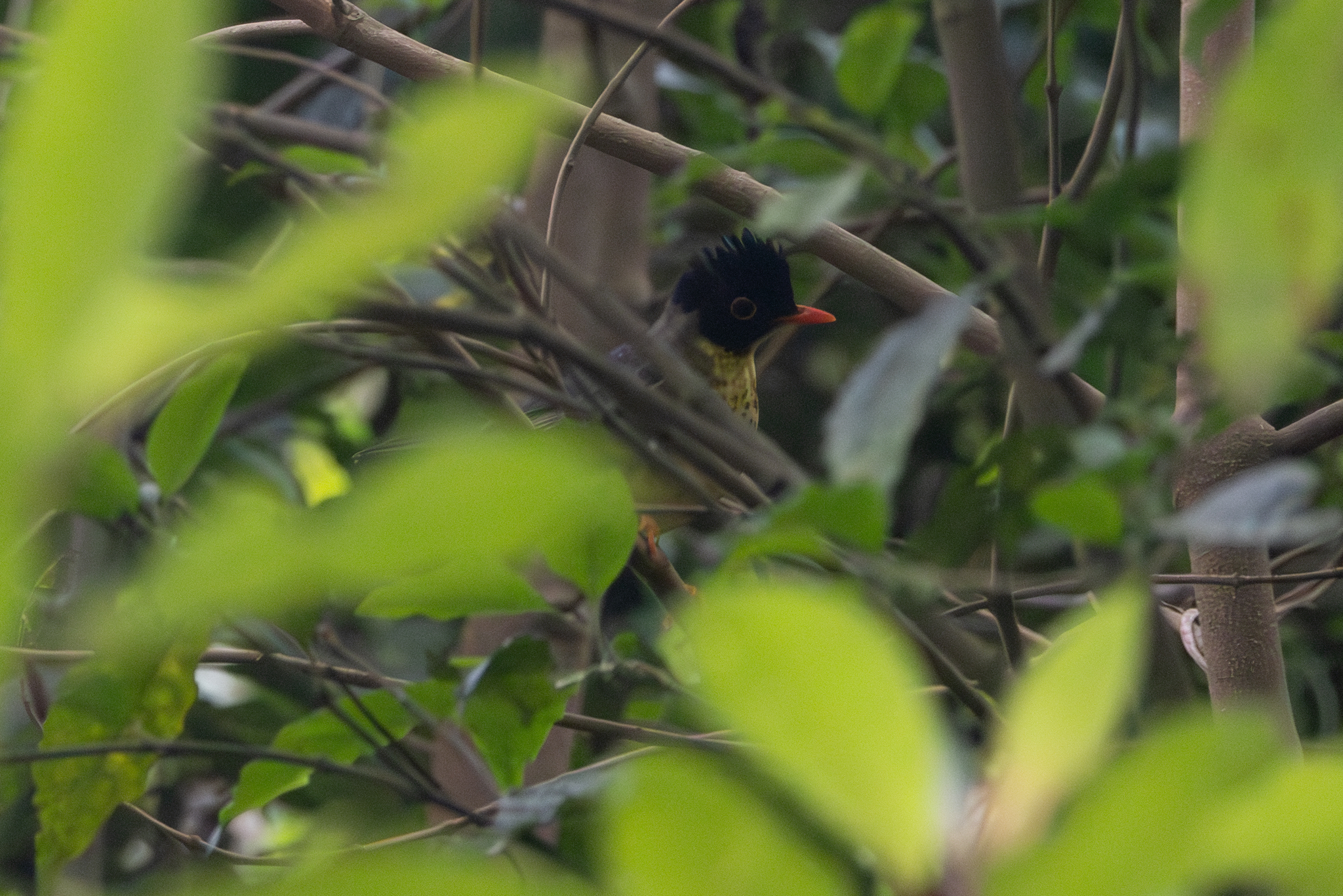 Yellow-throated Nightingale-Thrush (Catharus dryas), photo 8