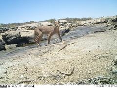 Caracal caracal caracal