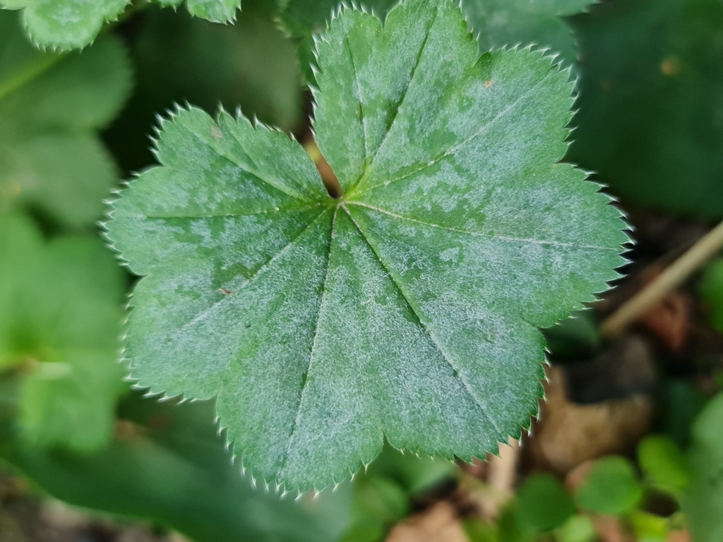 Baltic Lady's Mantle