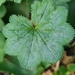 Alchemilla baltica - Photo (c) Tatyana Zarubo, algunos derechos reservados (CC BY-NC), subido por Tatyana Zarubo