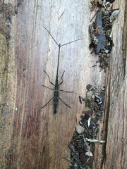 Lasiorhynchus barbicornis