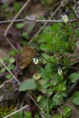 Viola kitaibeliana