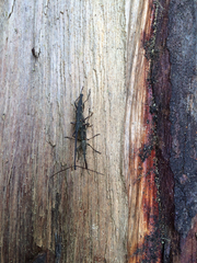 Lasiorhynchus barbicornis