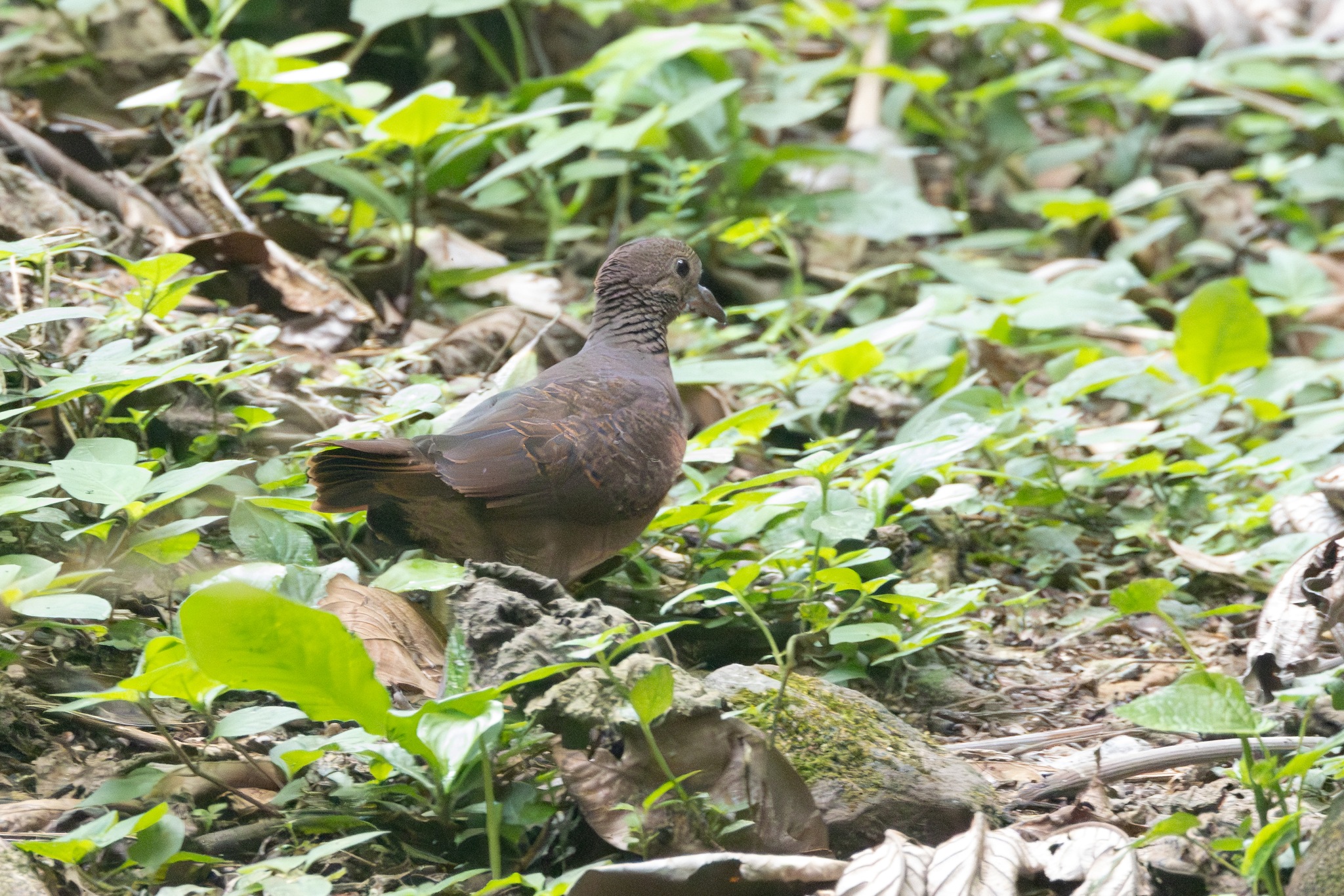 White-faced Quail-Dove (Zentrygon albifacies), photo 1