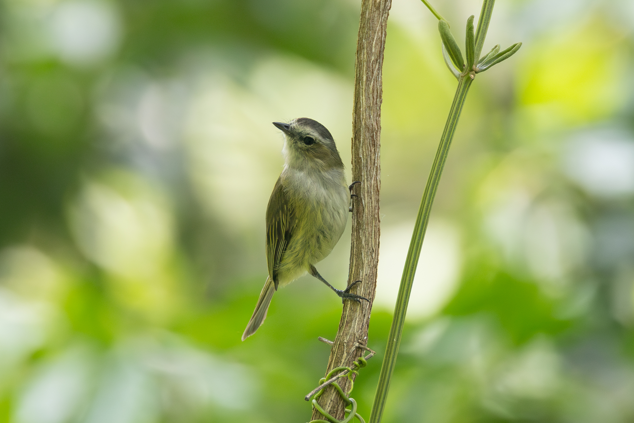 Guatemalan Tyrannulet illustration