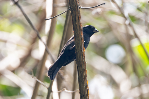 Blue Seedeater (Amaurospiza concolor), photo 3