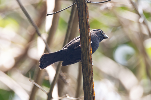 Blue Seedeater (Amaurospiza concolor), photo 6