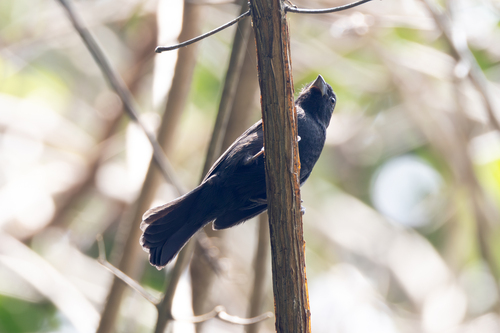 Blue Seedeater (Amaurospiza concolor), photo 10