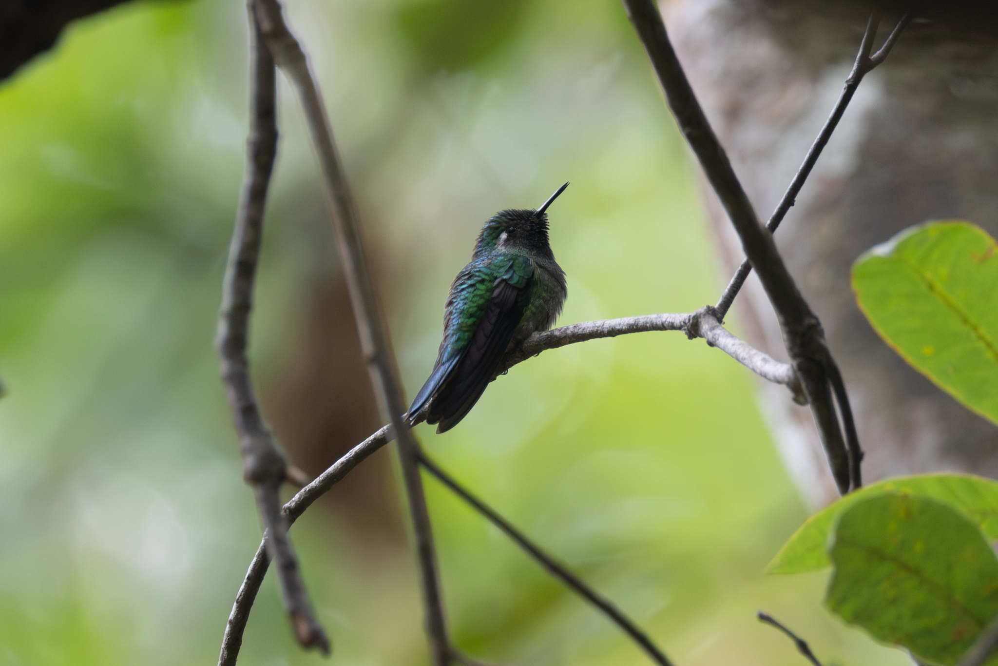 Emerald-chinned Hummingbird (Abeillia abeillei), photo 1