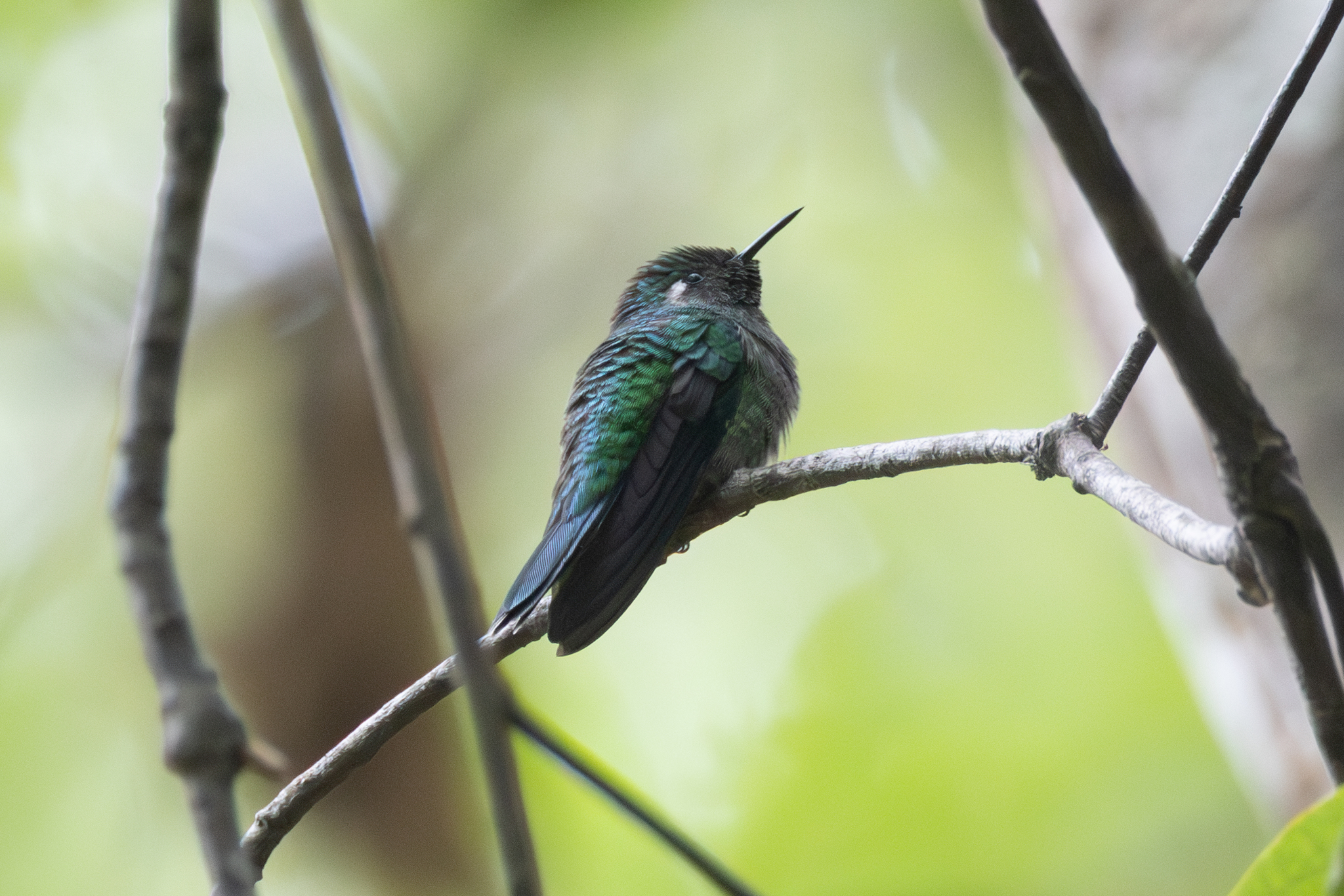 Emerald-chinned Hummingbird (Abeillia abeillei), photo 2