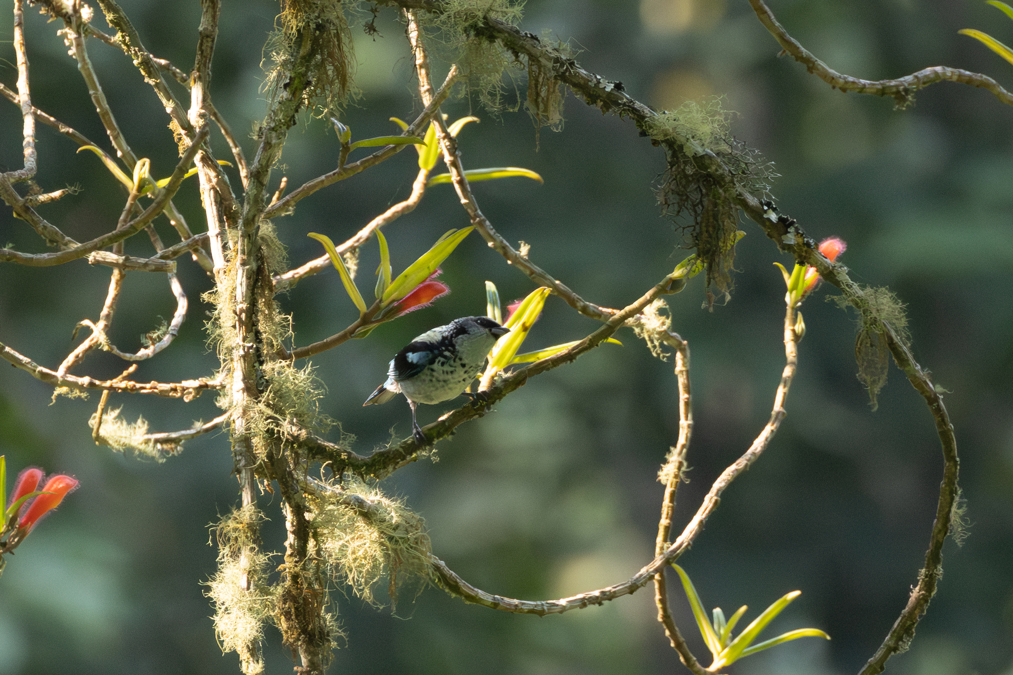 Azure-rumped Tanager (Poecilostreptus cabanisi), photo 5