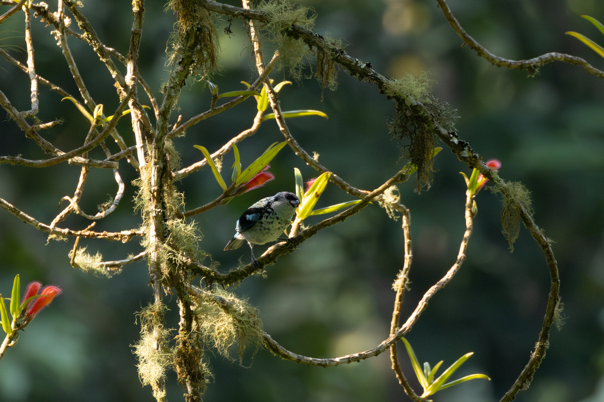 Azure-rumped Tanager (Poecilostreptus cabanisi), photo 6