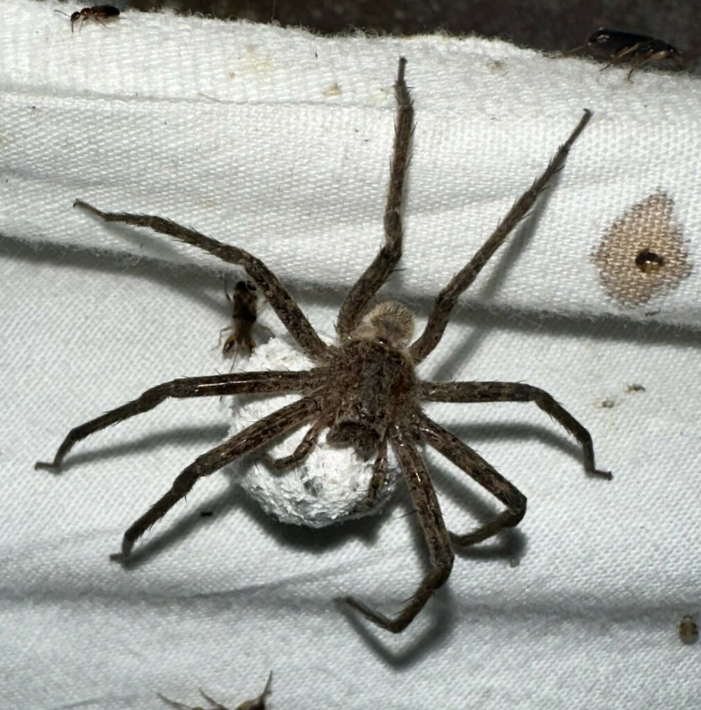 american-nursery-web-spider-from-along-ijams-branch-off-of-co-rd-275