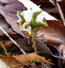 Obolaria virginica