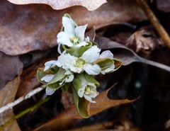 Obolaria virginica