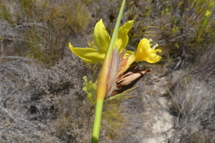 Bobartia macrospatha