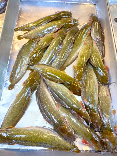 Bighead catfish (Clarias macrocephalus) — Clariidae — 4