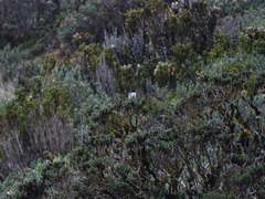 Oreotrochilus chimborazo