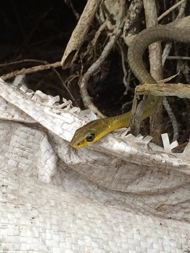 Common Tree Snake sighting