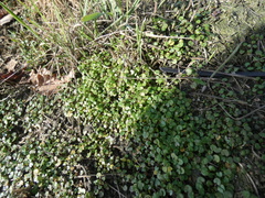 Cochlearia danica
