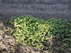 Cochlearia danica