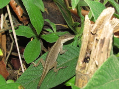 Anolis mariarum