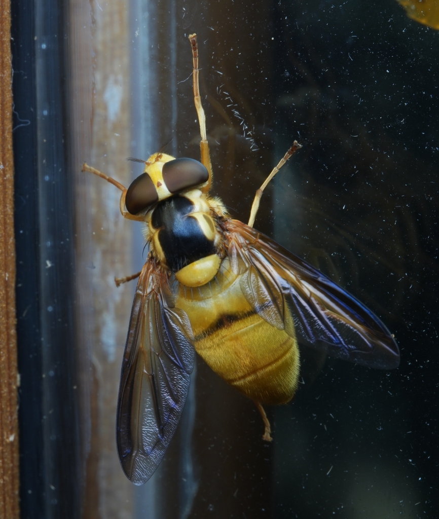 Volucella laojunshanana