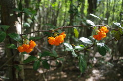 Berberis ilicifolia