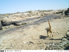 Suricata suricatta