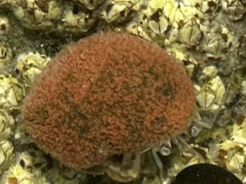 snailfur