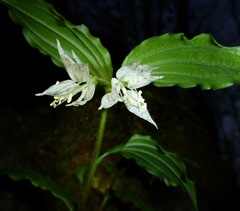Prosartes maculata