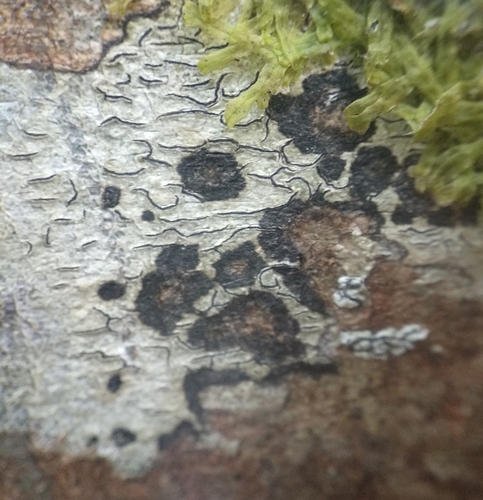 Stigmidium microspilum