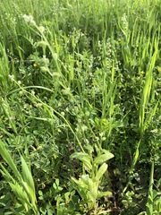 Myosotis verna