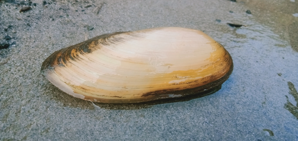 Pilsbryoconcha expressa